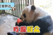 娱乐圈吃瓜熊猫